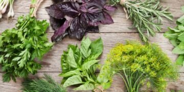 Transforme suas receitas com esses temperos cultivados em casa