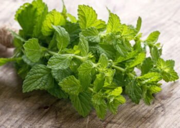 Como cultivar hortelã fresca em casa e aproveitar todos seus benefícios