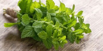 Como cultivar hortelã fresca em casa e aproveitar todos seus benefícios