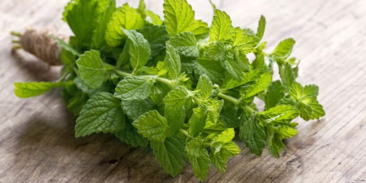 Como cultivar hortelã fresca em casa e aproveitar todos seus benefícios