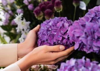 Adubo caseiro que mantém suas hortênsias floridas o ano inteiro