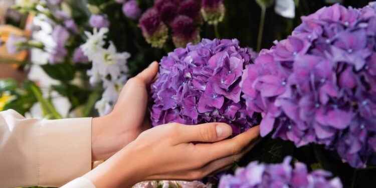 Adubo caseiro que mantém suas hortênsias floridas o ano inteiro