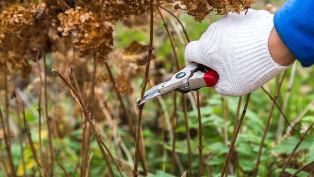 Adubo caseiro que mantém suas hortênsias floridas o ano inteiro