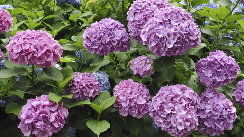 Adubo caseiro que mantém suas hortênsias floridas o ano inteiro