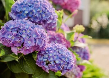 Descobri como mudar a cor das hortênsias com um truque simples no solo
