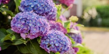 Descobri como mudar a cor das hortênsias com um truque simples no solo