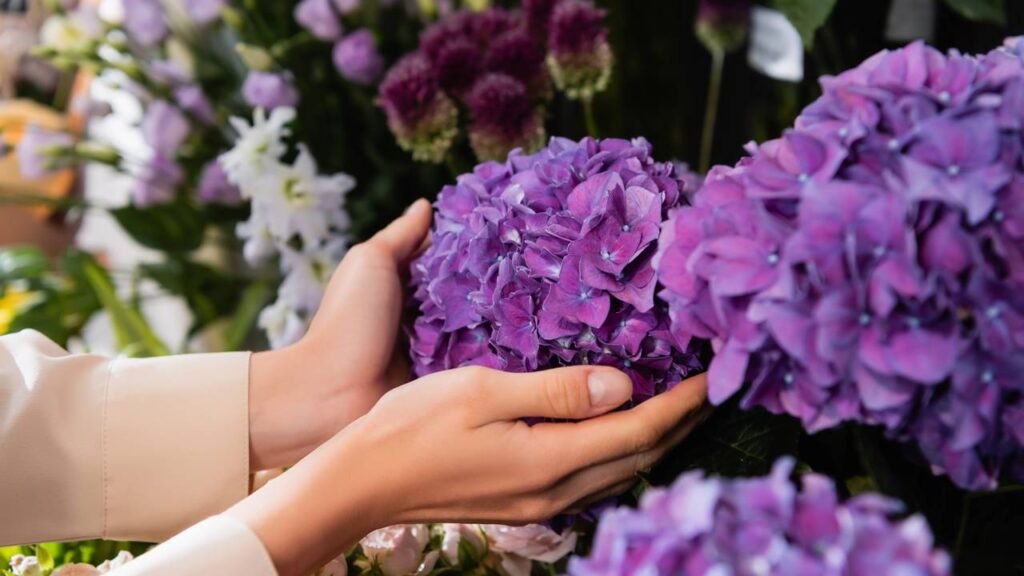 Descobri como mudar a cor das hortênsias com um truque simples no solo