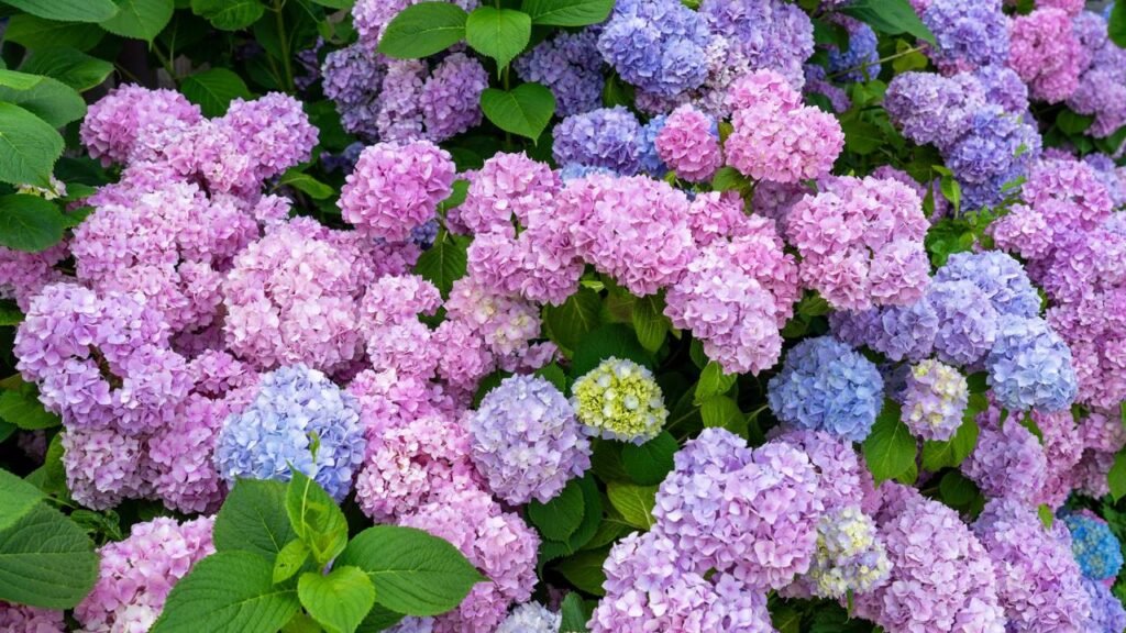 Descobri como mudar a cor das hortênsias com um truque simples no solo