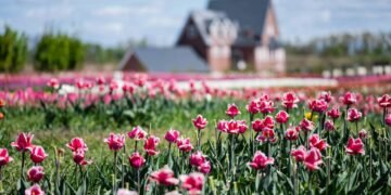 Flores que resistem ao calor e deixam seu jardim mais vivo que nunca