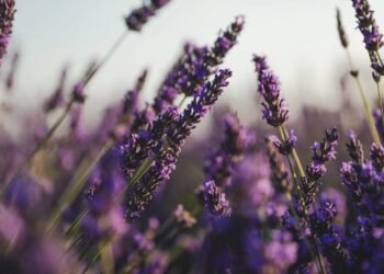 Ter essa planta no jardim é a dica natural que jardineiros experientes usam contra pragas