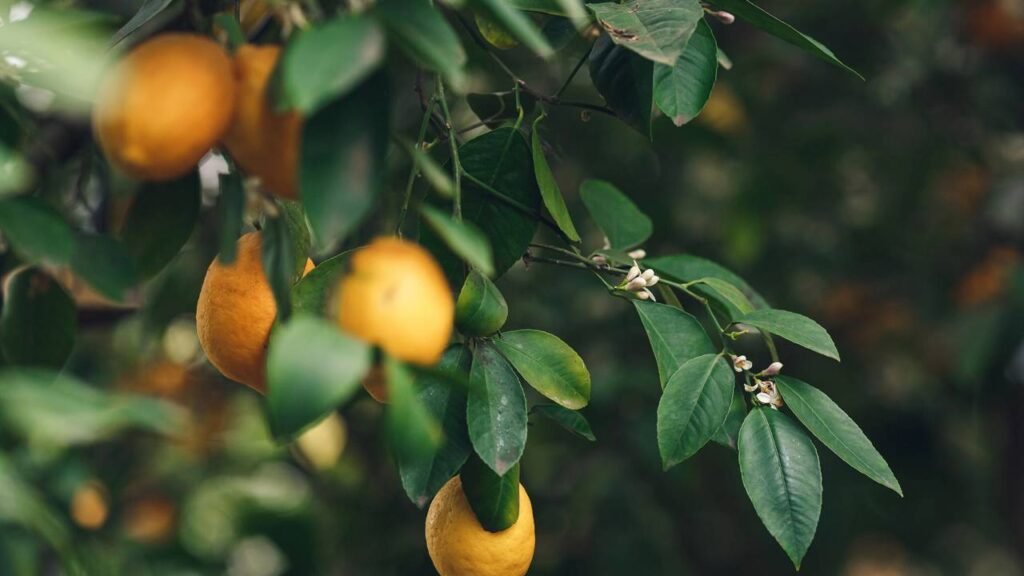 Como cultivar um limoeiro em vaso e ter frutos o ano todo