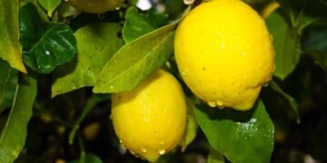 Especialista explica porque as folhas do limoeiro se enrolam e como resolver