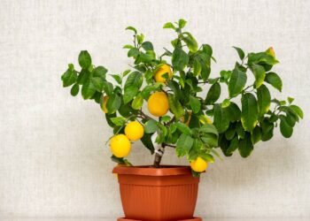 Plante sementes de limão no jardim e tenha uma muda de limão no verão de 2026