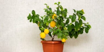 Plante sementes de limão no jardim e tenha uma muda de limão no verão de 2026