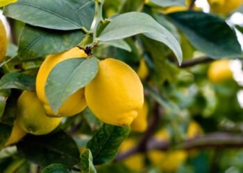 Os erros mais comuns ao regar limoeiros na primavera, segundo especialistas