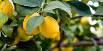 Os erros mais comuns ao regar limoeiros na primavera, segundo especialistas