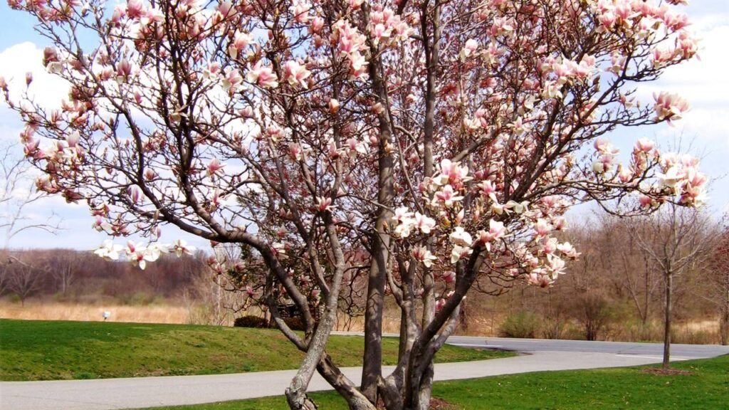 As árvores ideais para quem ama sombra, mas odeia varrer folhas