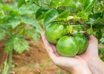 Maracujá em casa, passo a passo para plantar e cuidar das mudas
