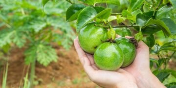 Maracujá em casa, passo a passo para plantar e cuidar das mudas