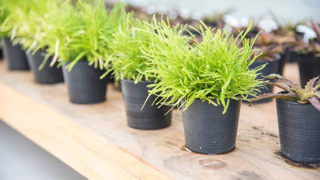 Transforme suas receitas com esses temperos cultivados em casa
