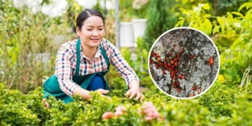 O segredo para cultivar a planta que perfuma a casa e espanta insetos ao mesmo tempo