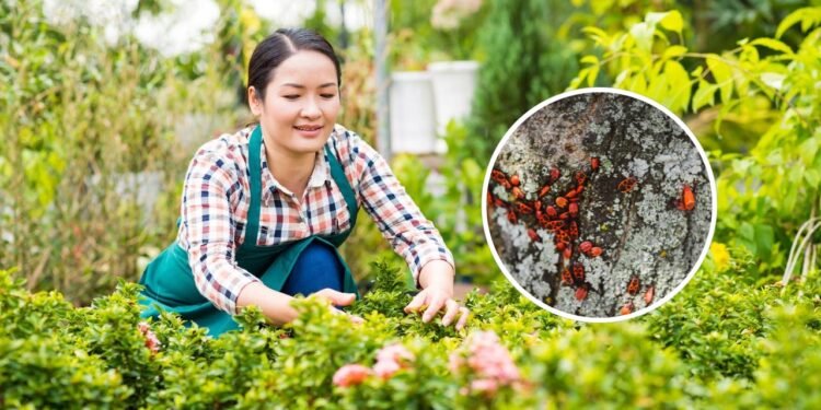 Além disso, trata-se de uma aliada poderosa no combate a insetos indesejados -  Créditos: depositphotos.com / DragonImages / Créditos: depositphotos.com / VadimVasenin