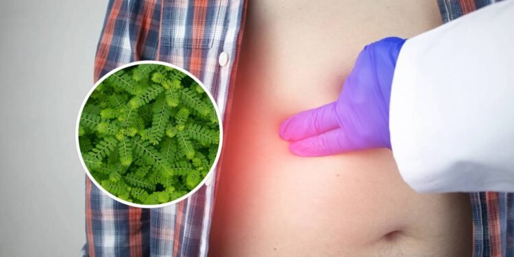 O chá de quebra-pedra é conhecido por sua capacidade de inibir a formação de cristais - Créditos: depositphotos.com / Alena1919 / Créditos: depositphotos.com / wuttichok