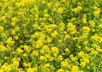 Como ter folhas e sementes frescas desta planta nutritiva em menos de 2 meses