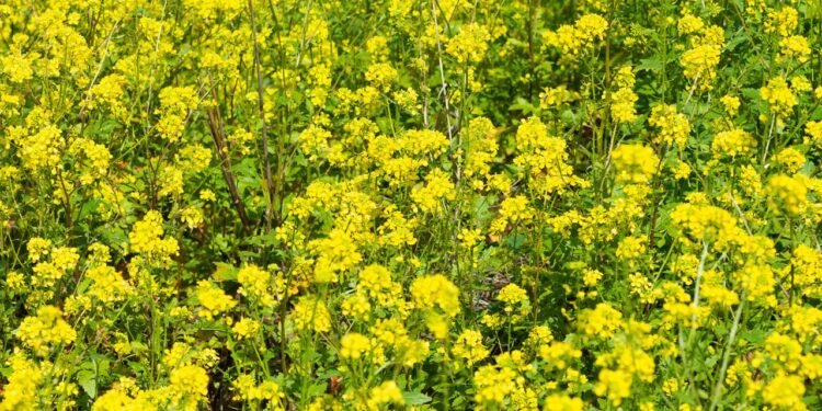 Cultivar mostarda em casa oferece diversas vantagens - Créditos: depositphotos.com / akifcubuk