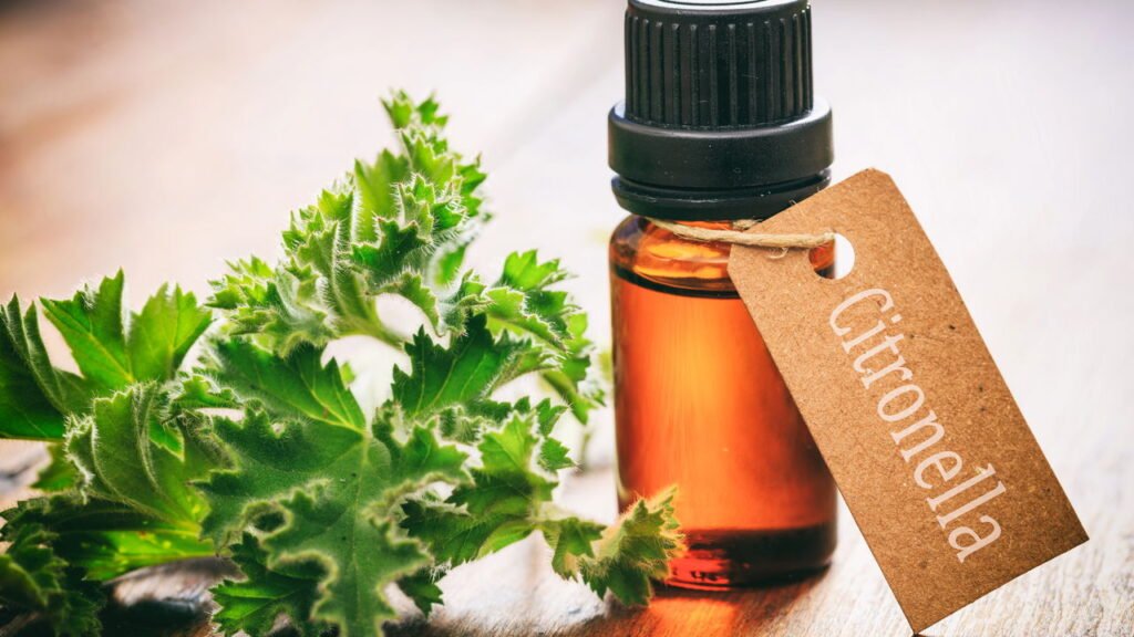 Nem inseticida, nem repelentes! O produto que afasta mosquitos do jardim é esse