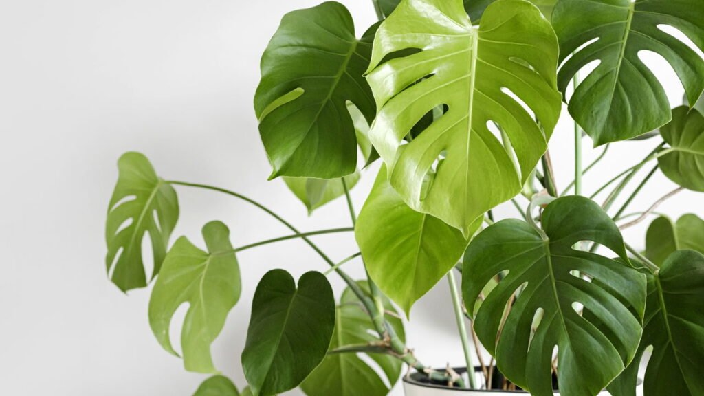7 plantas resistentes que se adaptam perfeitamente ao clima brasileiro