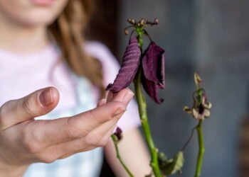 Como fazer sua planta voltar a vida com esses truques simples