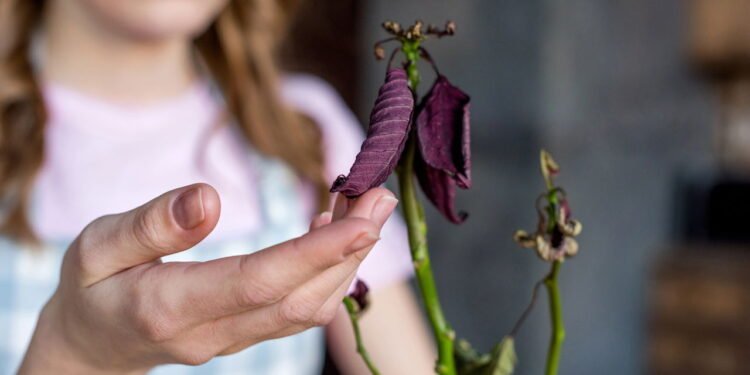 Como fazer sua planta voltar a vida com esses truques simples