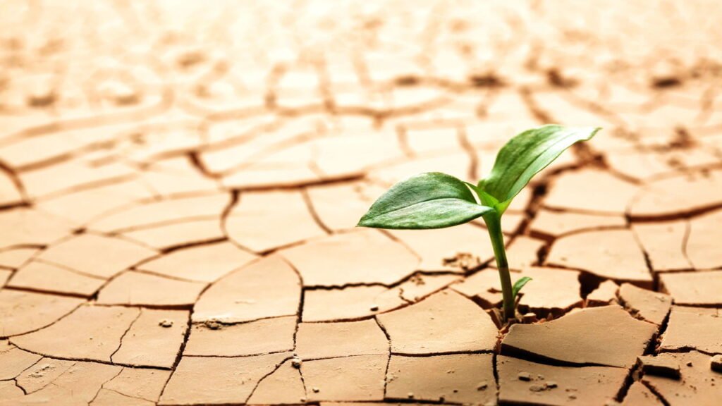 Como fazer sua planta voltar a vida com esses truques simples