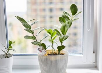 5 plantas tropicais que amam sol forte e perfumam sua casa