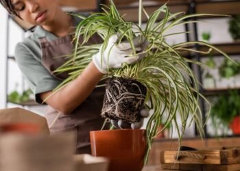 Fortaleça as raízes de suas plantas com essa misturinha caseira