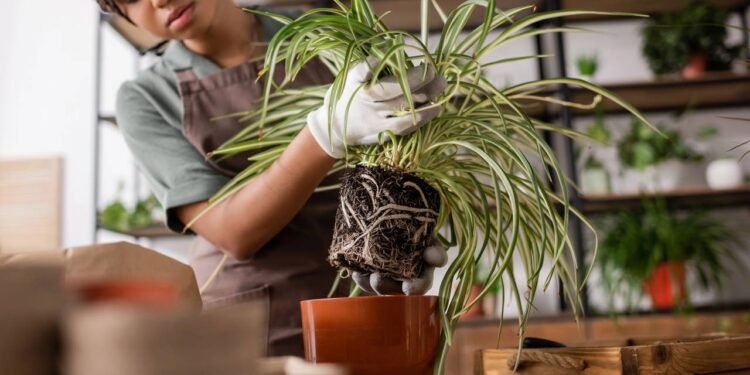 Fortaleça as raízes de suas plantas com essa misturinha caseira