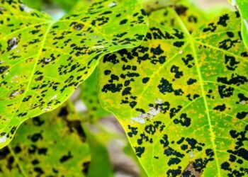 Folhas amarelas e grudentas? Seu jardim pode estar sob ataque de pulgões