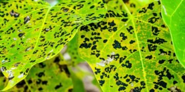 Folhas amarelas e grudentas? Seu jardim pode estar sob ataque de pulgões