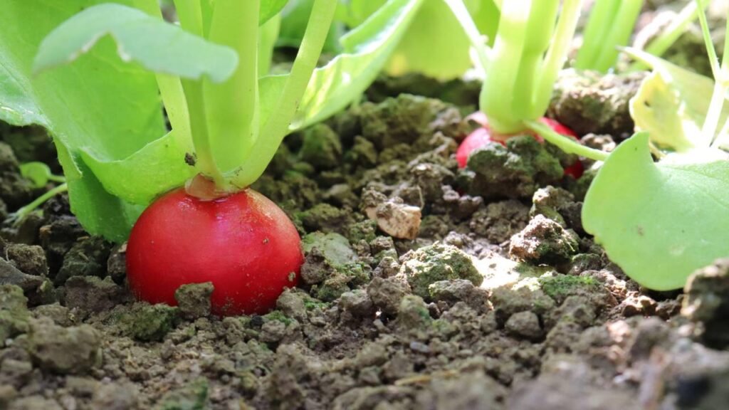 Como turbinar sua alimentação com o cultivo de raízes e tubérculos em casa