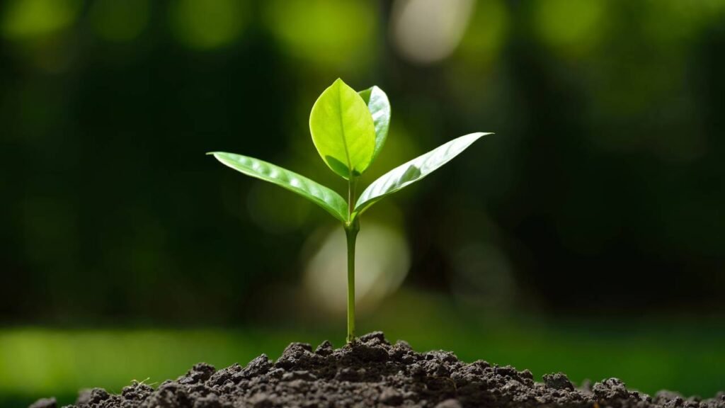 Fortaleça as raízes de suas plantas com essa misturinha caseira