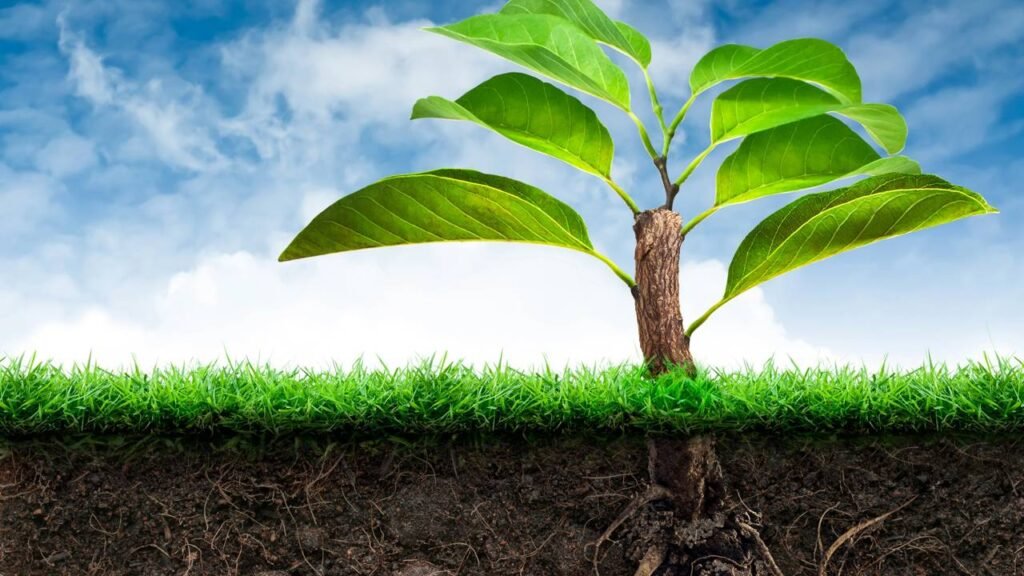 Fortaleça as raízes de suas plantas com essa misturinha caseira