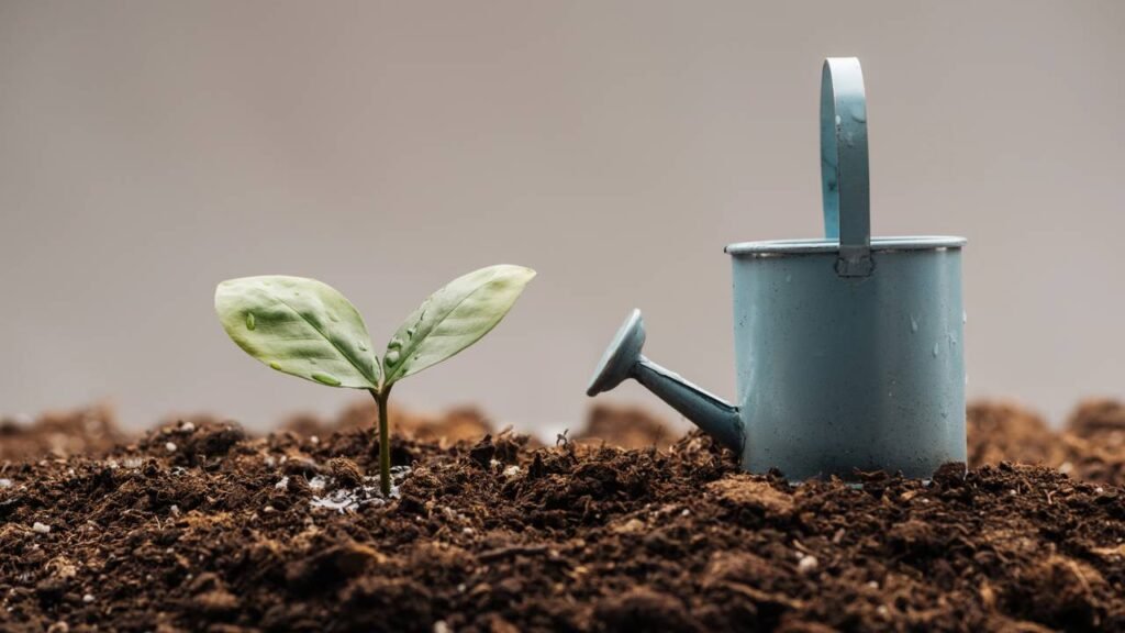 Como montar uma horta produtiva com hortaliças de ciclo curto