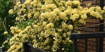 Como cuidar desta rosa trepadeira em outubro para que ela encha sua cerca de flores