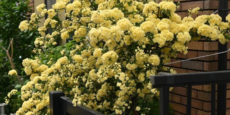 A Rosa Banksia prospera quando conta com um bom suporte ou parede para crescer - Créditos: depositphotos.com / YK1500