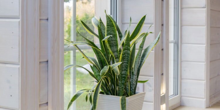 7 plantas resistentes que se adaptam perfeitamente ao clima brasileiro