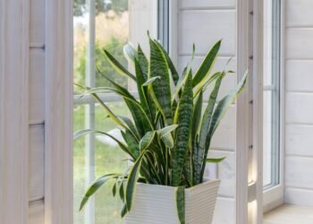 Jardineiros estão usando isso nas plantas e os resultados são surpreendentes