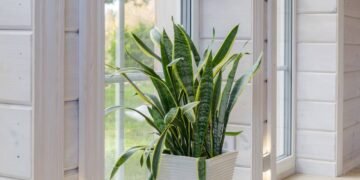 Jardineiros estão usando isso nas plantas e os resultados são surpreendentes