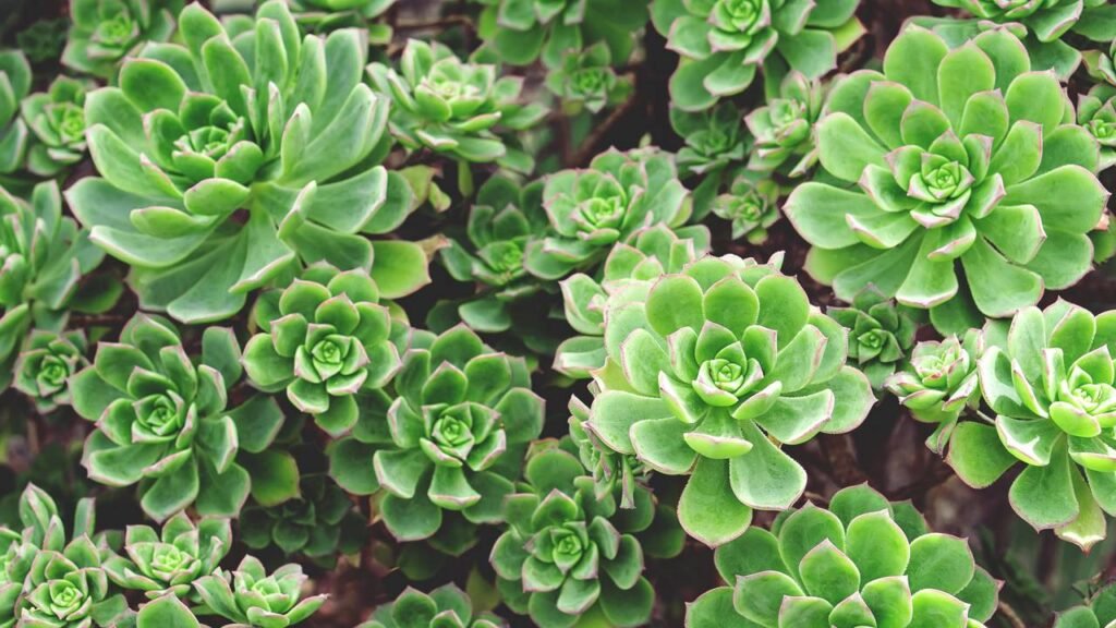 Truque natural faz suculentas crescerem mais rápido e saudáveis