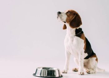 Especialistas revela a frequência que você deve lavar a tigela de comida do seu pet